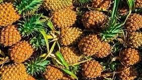 pineapples