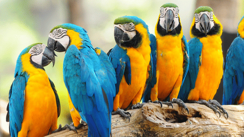 Parrots sitting on a tree's branch with the background being blurred - Black Thunder, Coimbatore