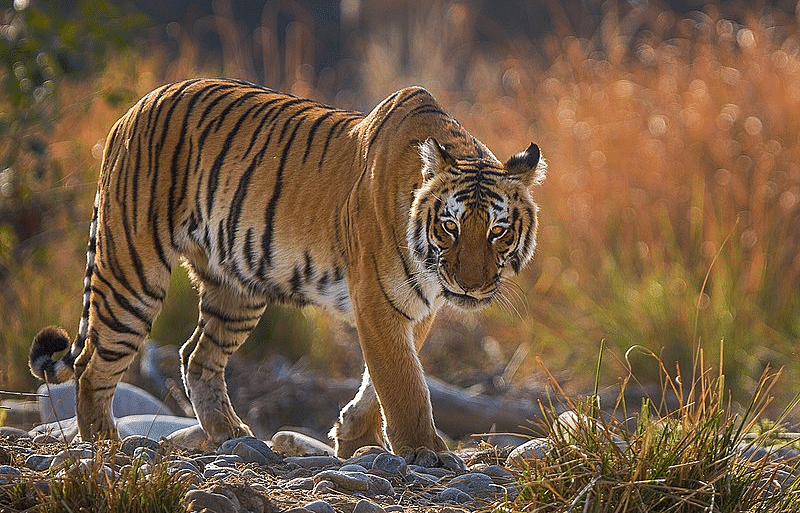 Picture of a Tiger walking through a path with high grass.