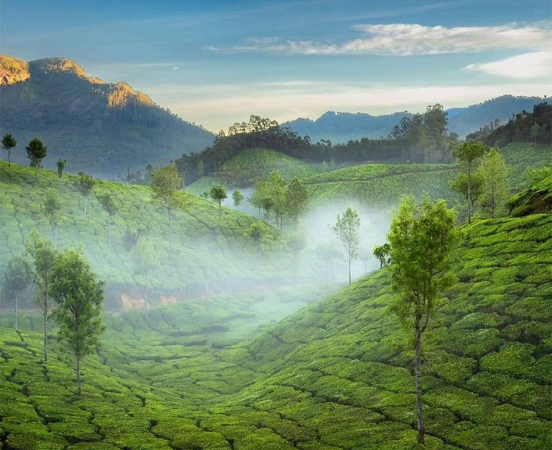 Lush green tea plantations stretch across rolling hills, with a misty atmosphere adding a serene touch. Scattered trees stand amidst the neatly arranged tea bushes. In the background, mountains rise against a blue sky with soft clouds, illuminated by warm 