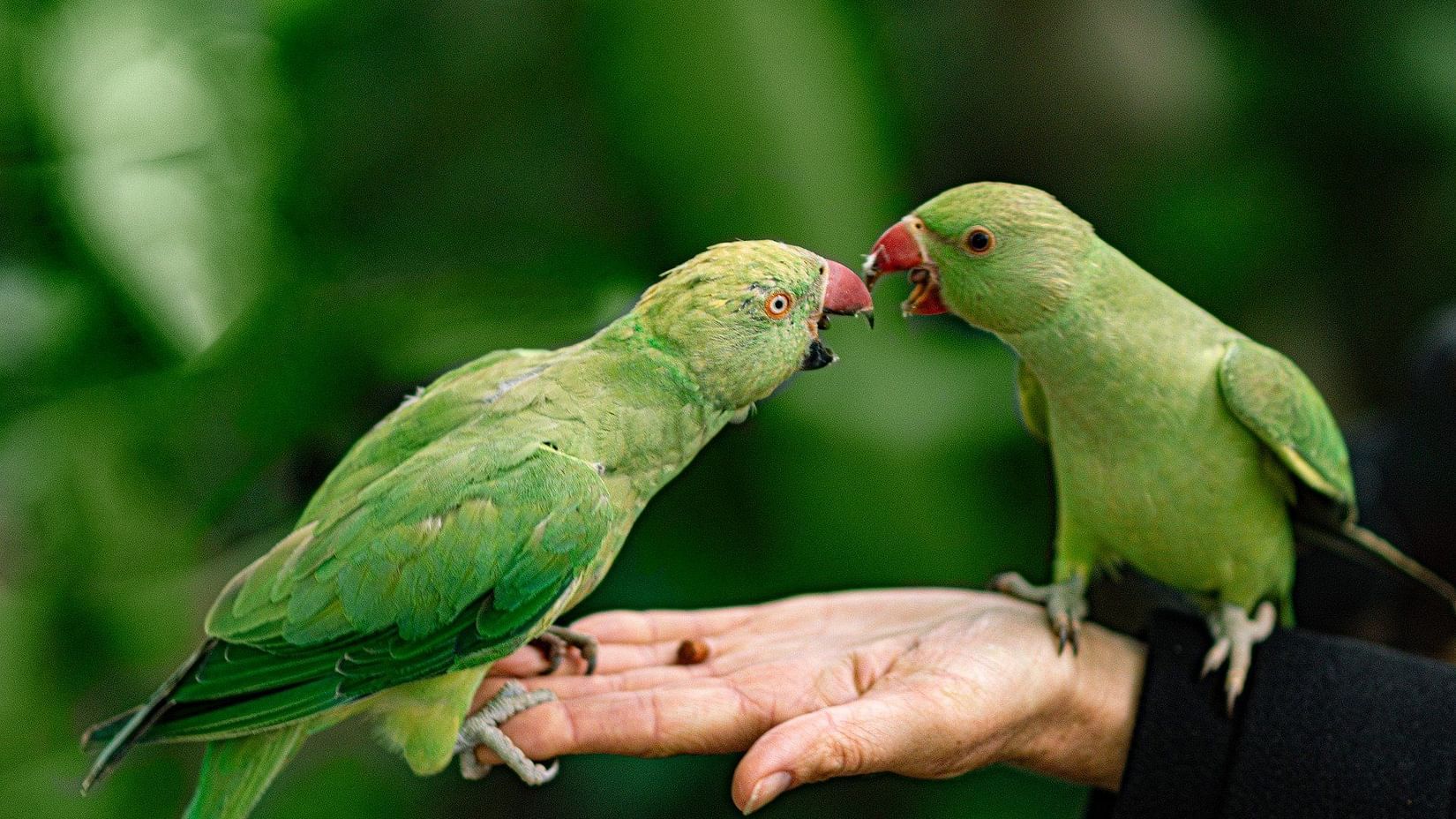 bird park esselworld, a picture of parrots