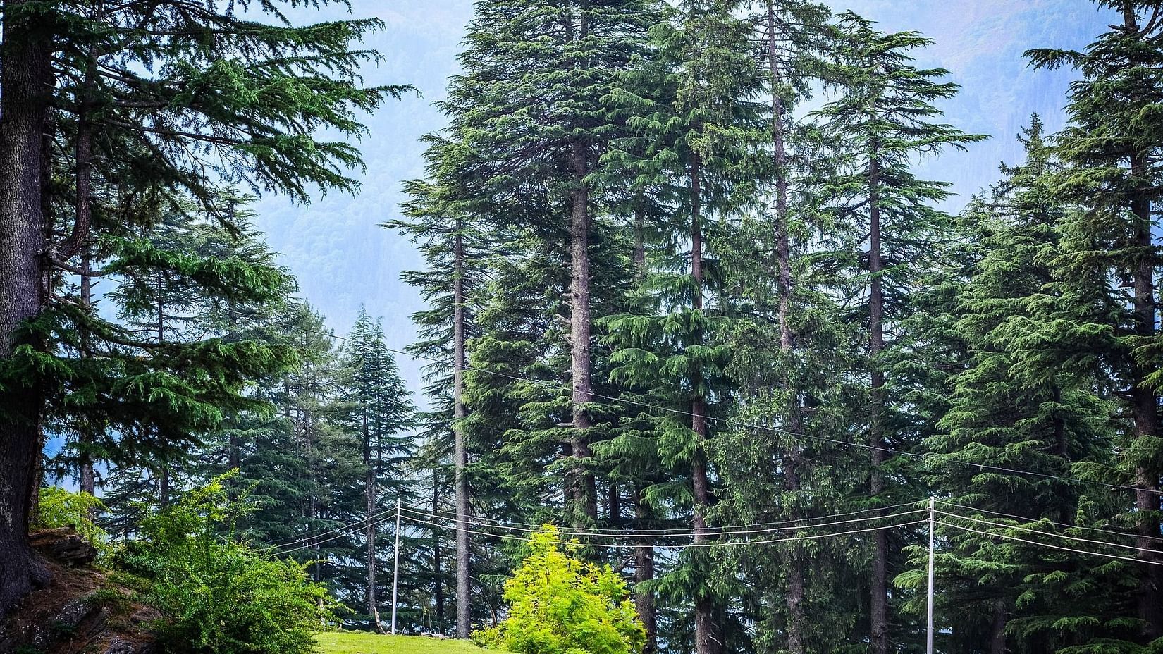 large trees on the sides of a road and electric posts along the side of the road