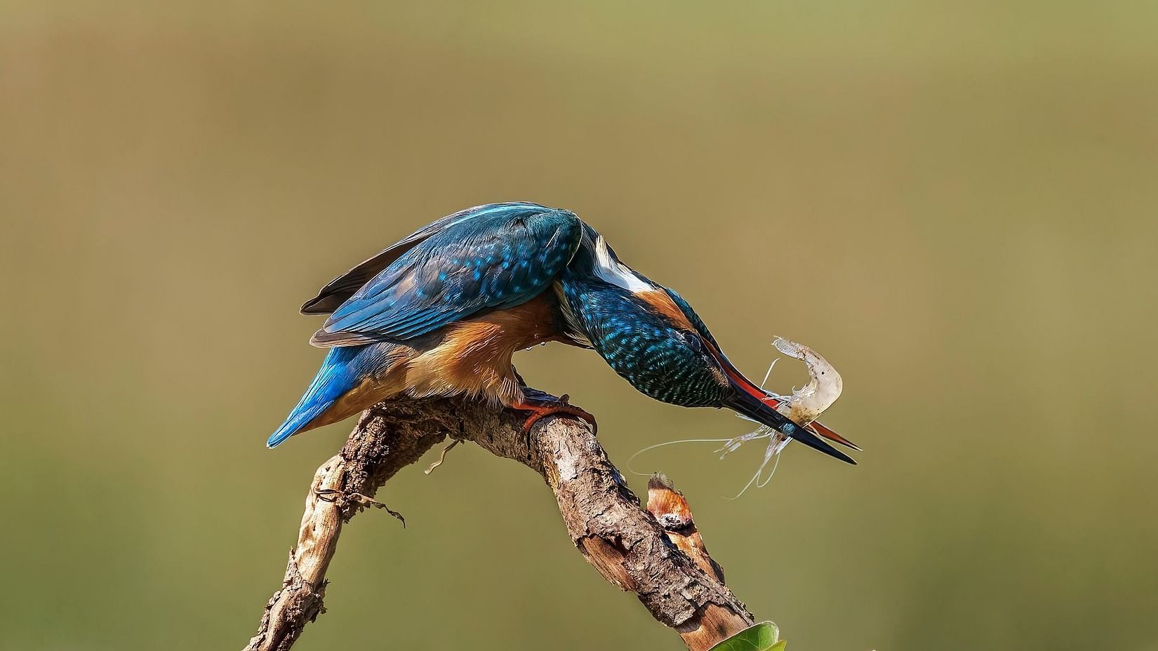 Colourful kingfisher holding a shrimp with its beak
