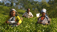 Women working in a green vegetation