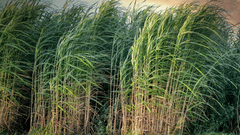 Tall and green sugarcane crops