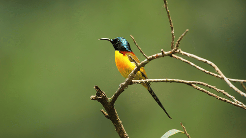 A small bird with bright colours sits on a dry branch 