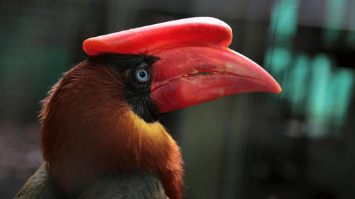 An image of  a bird with a big beak from the sides