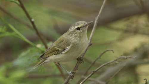 A warbler bird sitting on the twig of a tree
