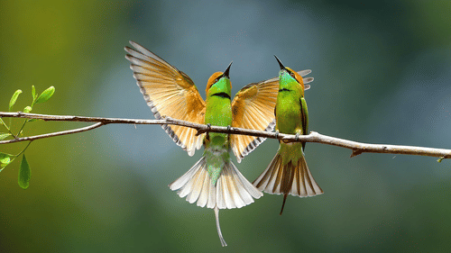 Asian green bee eater sitting on a branch