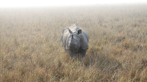 A one horned rhino amidst grasslands