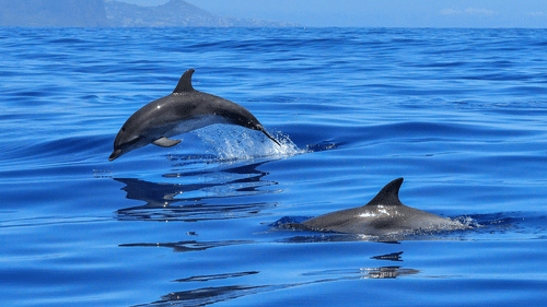 Two dolphins swim and leap in the bright blue ocean, with hazy mountains visible in the distance under a clear sky.