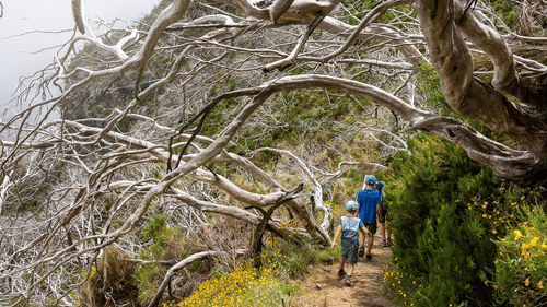People trekking amidst green trails