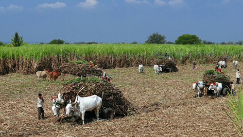 Sugarcane crops harvested with the help of bullock carts