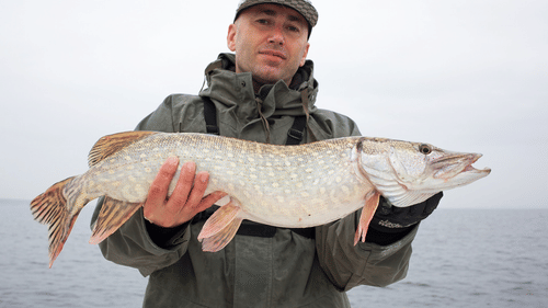 Man holding a giant fish