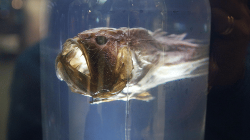 fish in a jar at a museum
