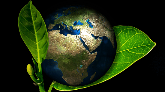 an image of earth inside leaves