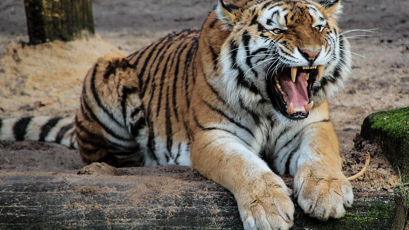 A tiger in its natural habitat roaring