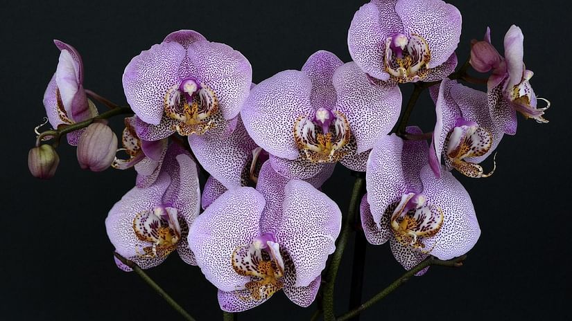 Lavender orchids
