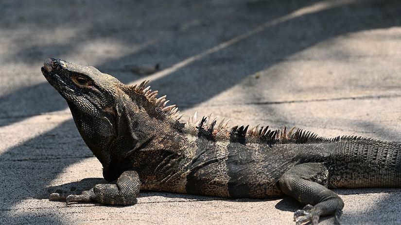 A monitor lizard crawling on the ground