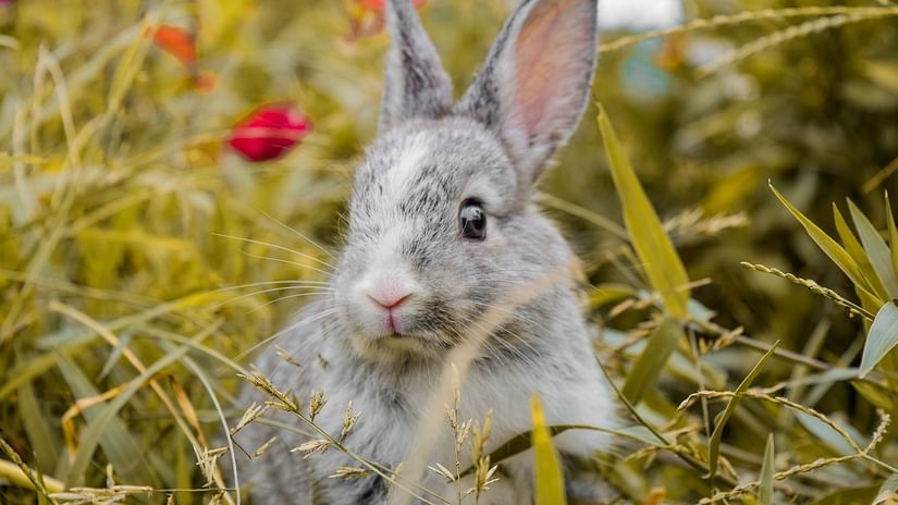 A rabbit surrounded by tall grass