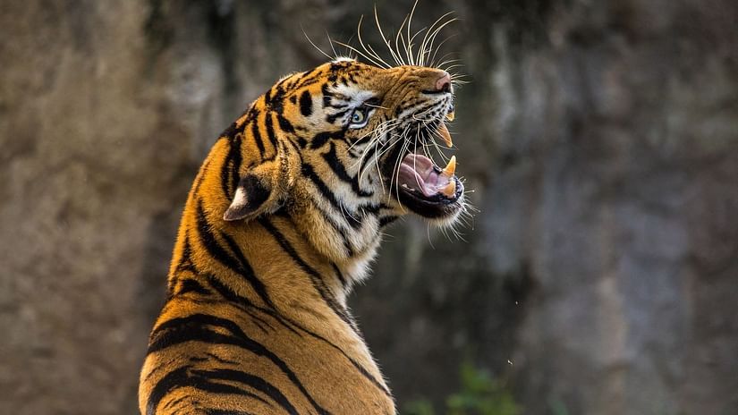 A magnificent shot of a tiger roaring in the jungle with the background blurred.