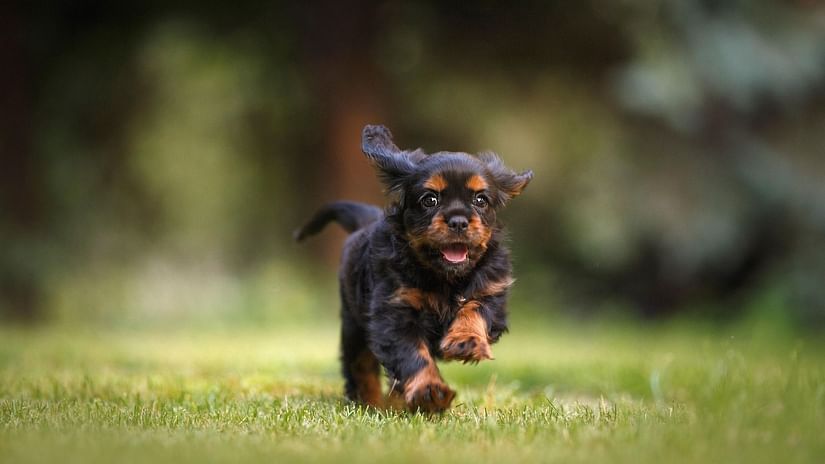 A puppy running on grass in an open space