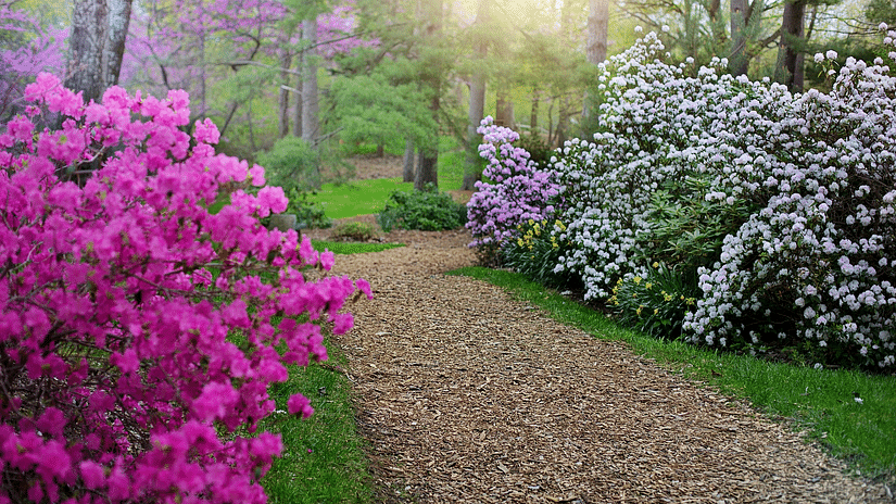 Colourful flowers in a botanical garden