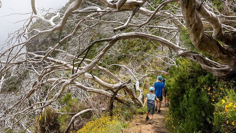 People trekking amidst green trails