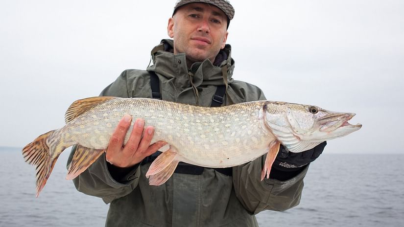 Man holding a giant fish