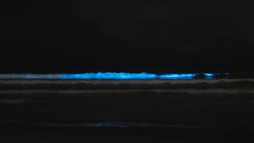 blue bioluminescence at a beach shore