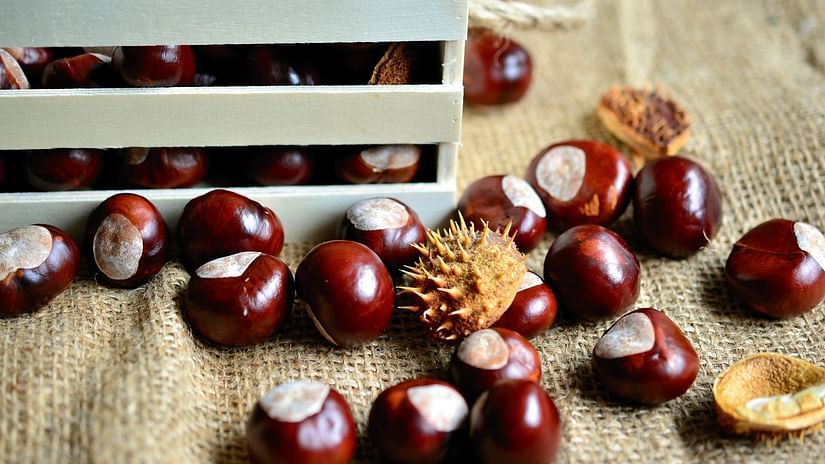 chestnuts collected and peeled