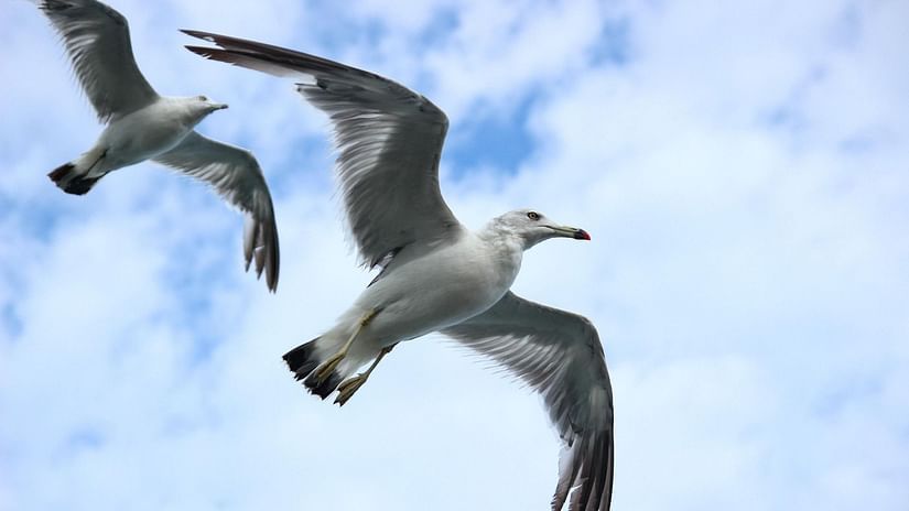 A pair of seagulls flying across clear blue sky