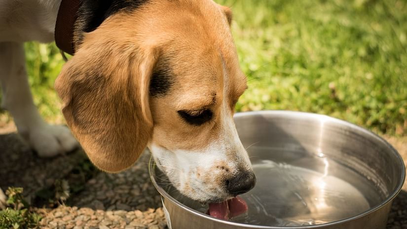 A close up shot of A beagle dog drinking water from a bowl with lawn area in the background.