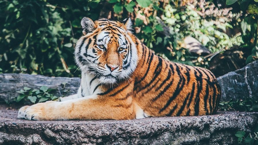 a close up shot of a tiger sitting on the ground and looking away