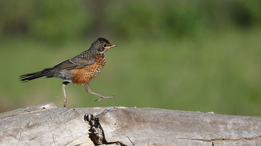 Young bird on a rocky surface