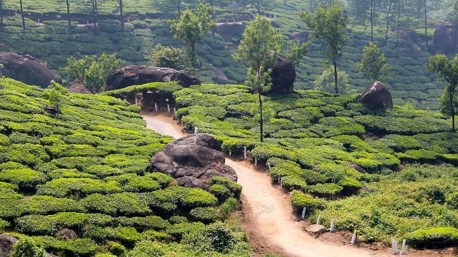Picture featuring a path leading through a tea plantation