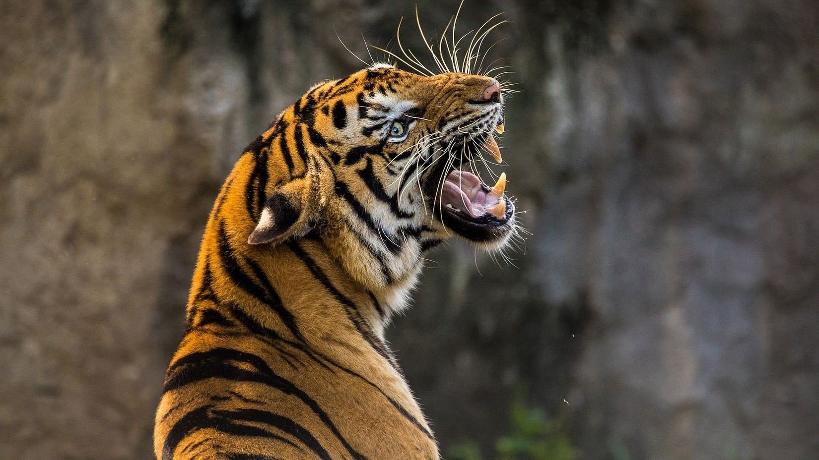 A tiger roaring