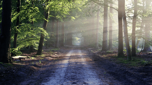 A dirt road passing through a forest with sunlight filtering through tall trees.