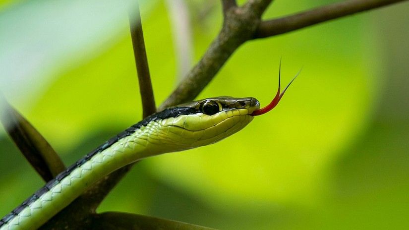 A snake with its tongue out resting on a branch