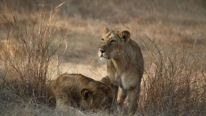 lions-5441867 1920