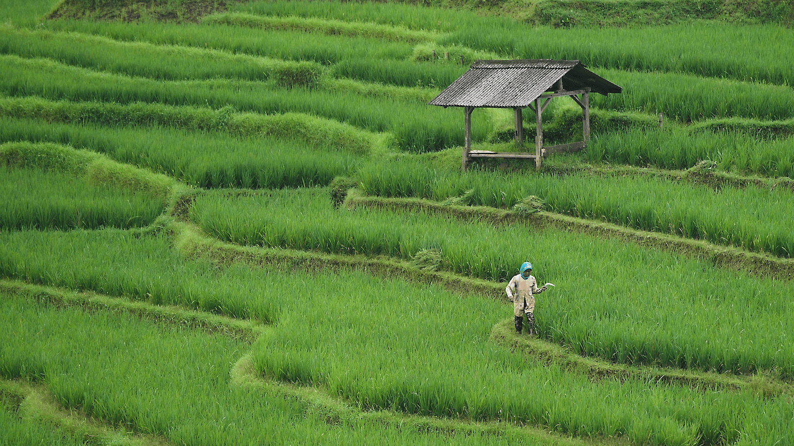 rice-field-7890204 1920