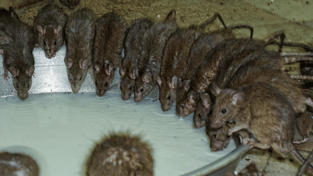 A large group of brown rats gathered around the edge of a metal bowl, drinking milk together in a temple.