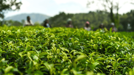 Fresh green tea bushes stretching across a plantation in Meghalaya, with rolling hills visible in the background.
