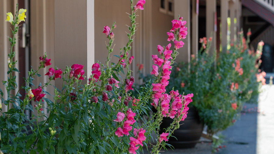 A close-up of vibrant pink flowers blooming near a building's entrance or porch - Amador Hotel