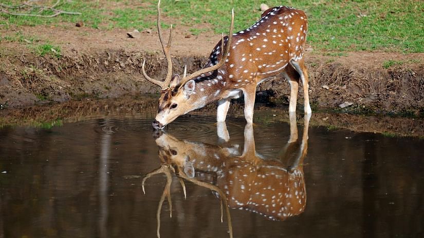Sariska National Park at Umaid Palace Hotel Kalakho Dausa Rajasthan