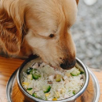 Dog eating from a bowl of food at Karma Chalets, close-up shot showing the dog's head and the meal in a metal bowl.