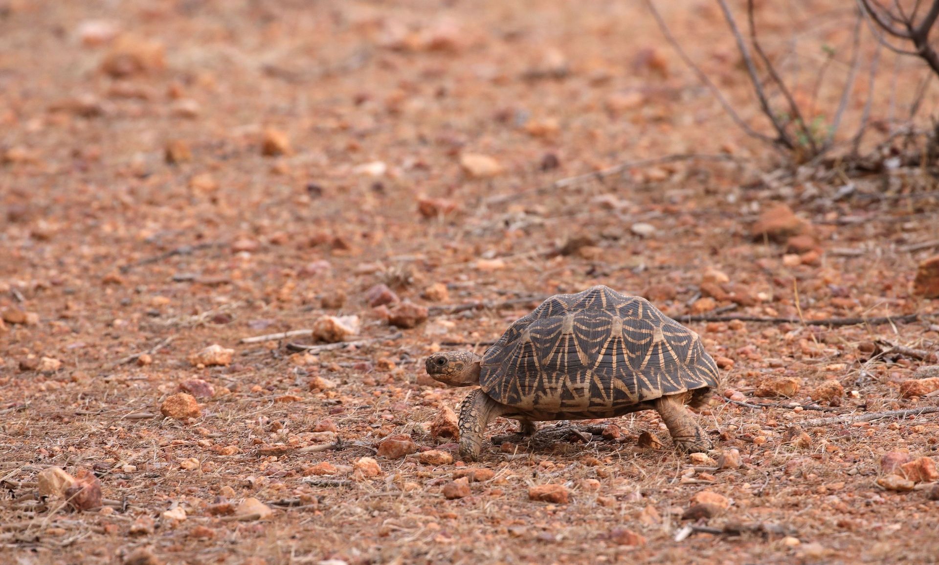 Indian Star Tortoise walking on reddish-brown ground.