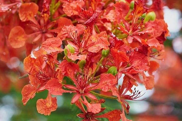 Close-up view of the flowers on the tree.