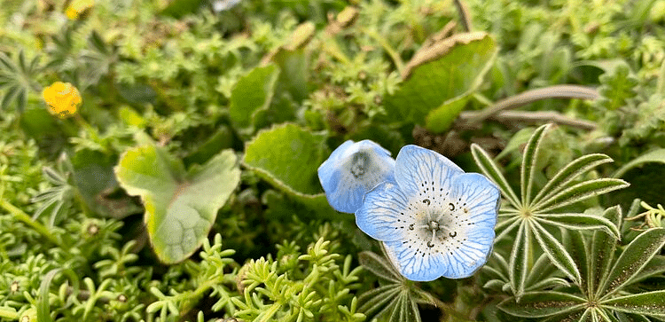 An image of a flower blooming amidst varieties of plants