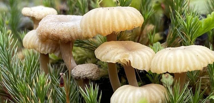 A cluster of small, light-colored mushrooms growing on a mossy or textured surface.
